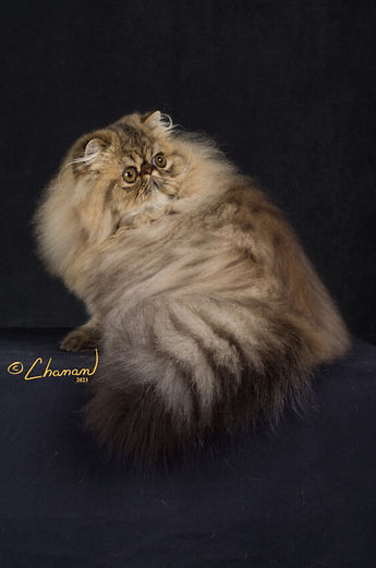 1st Best Kitten - GC BWR NW Debo's Dear Mr Fantasy.jpg