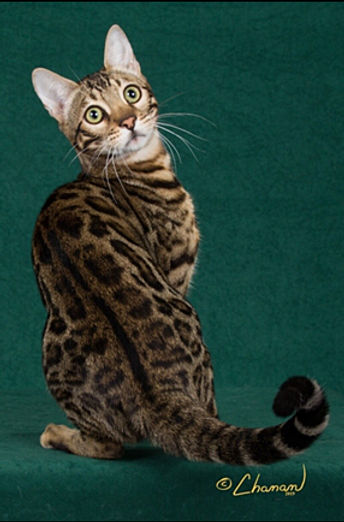 4th Best in Agility-AM PAWSABILITIE'S MARVEL.jpg