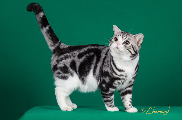 18th Best Champion - GC RW Rainbowhouse Classic Image.jpg