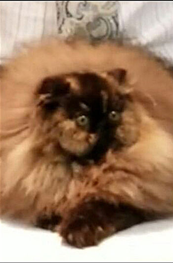 25th Best Kitten-CH RW PURR ELLI PRINCESS POPPY.jpg