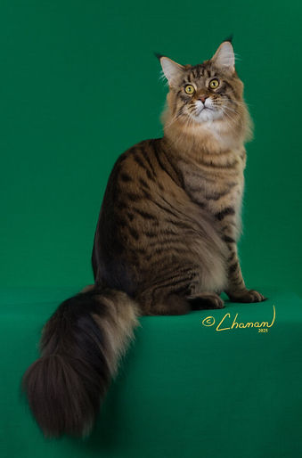 19th Best Kitten - GC RW Highlander Just John of Mainedalore.jpg