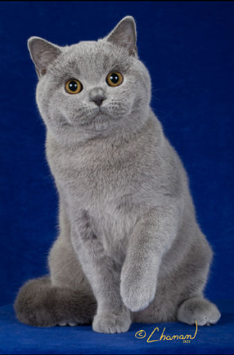 3rd Best Kitten - GC NW Royal Cat Us The Best Boss Ever!.jpg