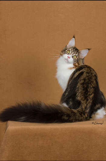 25th Best Kitten-GC RW MCKITTYCREEK CELESTIAL SPHERES.jpg