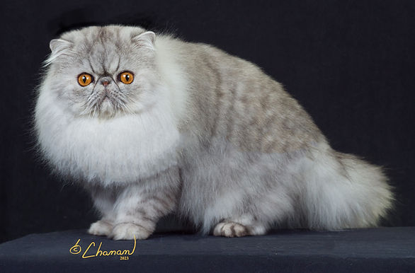 5th Best Cat-Fursace's Jimmar.jpg