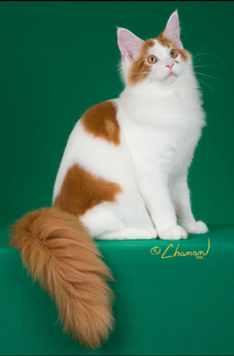 2nd Best Kitten - GC NW Abizaq Red Panda.jpg