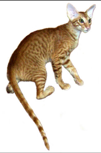 Distinguished Merit-IMLADRIS INDIL GARFIELD, DM.jpg