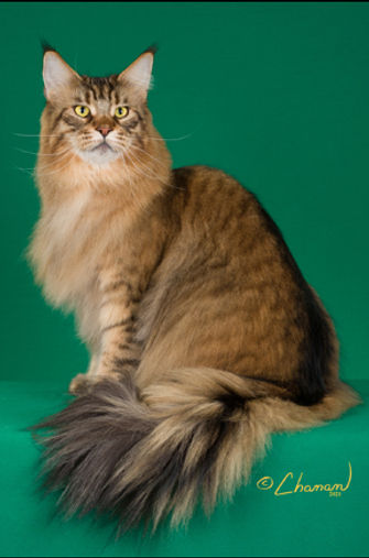 6th Best Premier - GPD NW Highlander Just Fred of Camocats.jpg