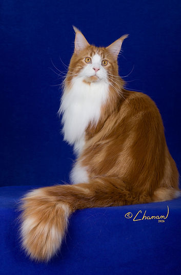 23rd Best Kitten-Mayn Dezyn Galahad of Third Circle.JPG