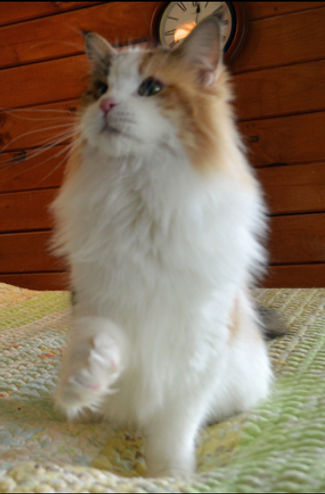 Distinguished Merit-GC DEWISPLEAR LORKYN MAYFAIR.jpg