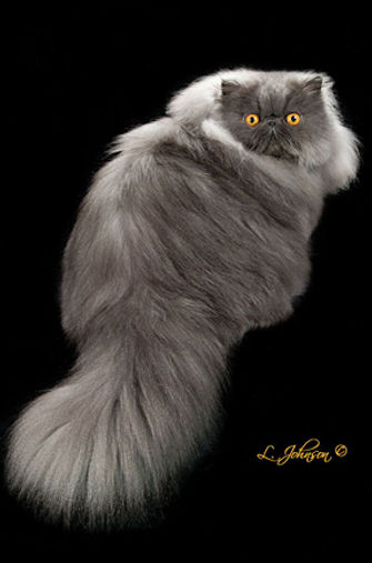 15th Best Premier-GC GP RW SHOW FELINES BRIMLEY OF SABRINAMEWS.jpg