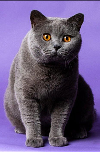11th Best Premier-GC GP RW CHALDEE BLUES SINGER.jpg