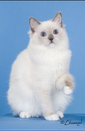 8th Best HHP - GH HNW Mitten.jpg