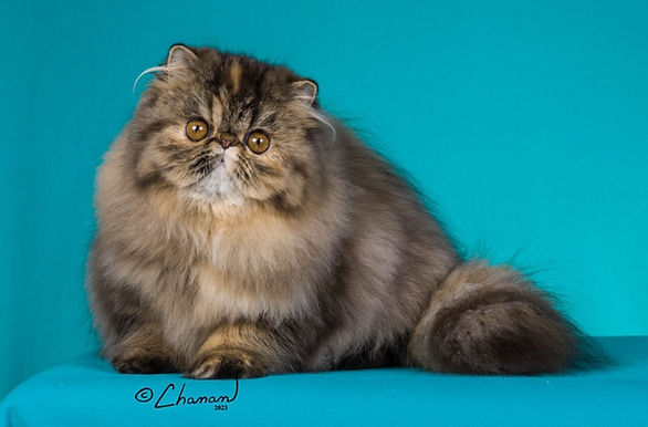 12th Best Kitten - CH RW Purrfekt-Paw's Big Booty Judy.jpg