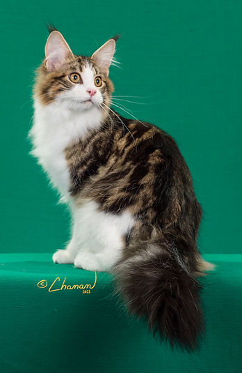18th Best Kitten-Mayn Dezyn Cali.jpg