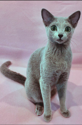 19th Best Kitten-GC RW INGODA SUMMERTIME BLUES OF TYLONA.jpg