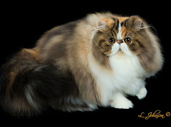 7th Best Kitten-GC NW COTTONTOP WILDEST DREAMS!.jpg