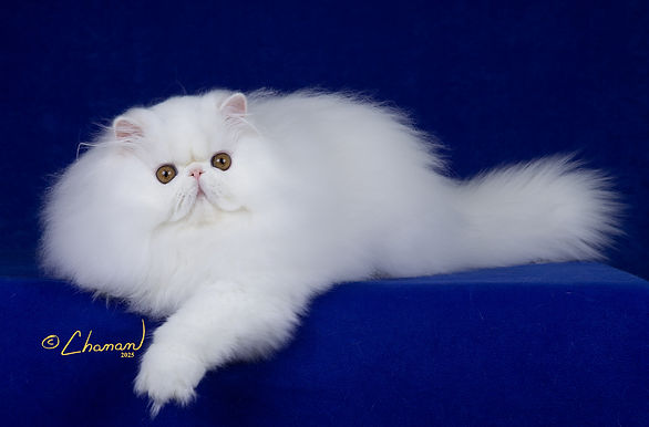 1st Best Kitten-GC BWR NW Jovan White Wedding.JPG