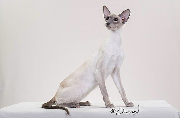 16th Best Cat-Shera Len Sonora.jpg