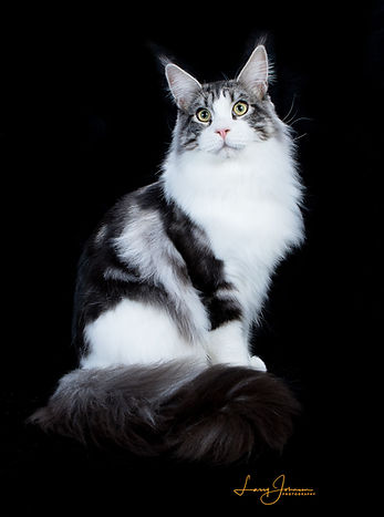 24th Best Kitten-Paleeni's Teto of Angtini.jpg