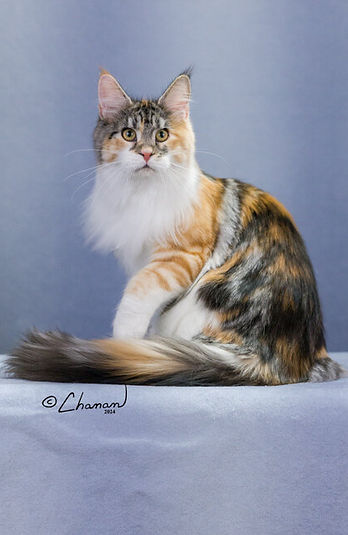 11th Best Kitten - RW Mayn Dezyn I've Got Flash.jpg