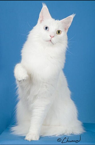 17th Best Premier-GP RW JRCOONS SITKA THE WILLIWAW.jpg