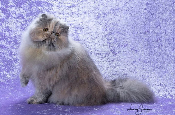 6th Best Kitten-Masabeli's Unbreakable.jpg