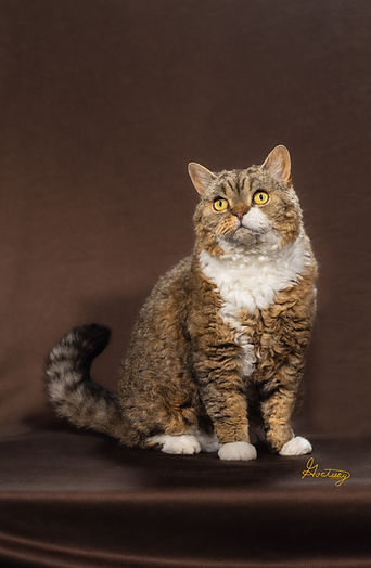6th Best Premier-Highlandkatz Supertrooper TP.jpg