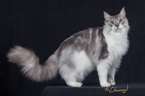 16th Best Premier - GP RW JRCoons Yukon-of-the-North.jpg