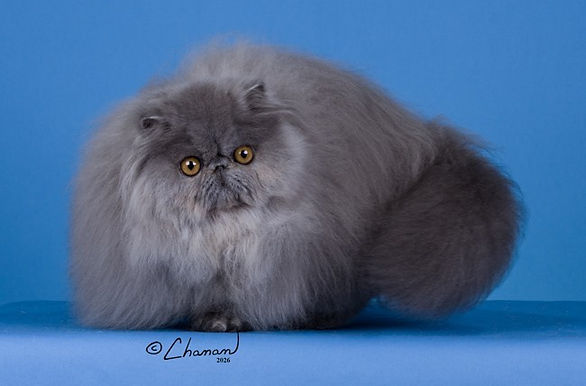 10th Best Kitten-Meow My Max A Billion.JPG