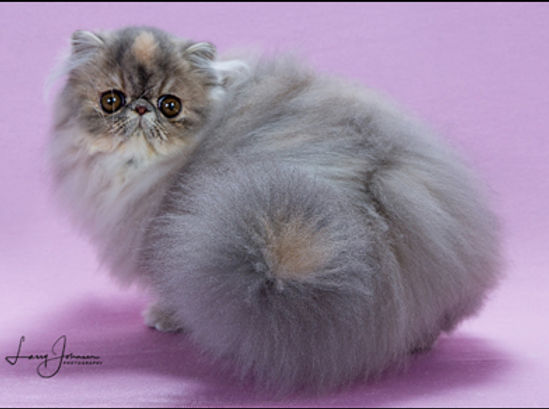 1st Best Kitten - GC NW Meow My Chantilly Lace.jpg