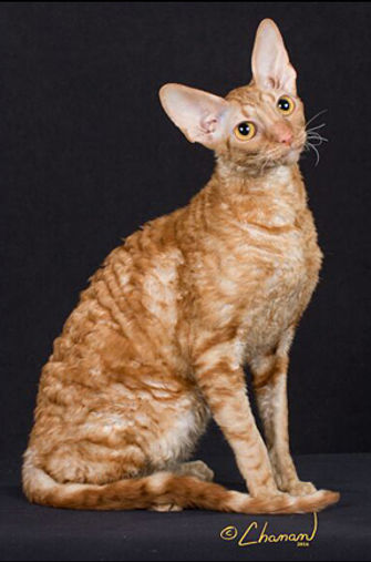13th Best Premier-GP RW AC REXKWIZIT GEOFFREY OF SHERA LEN.jpg