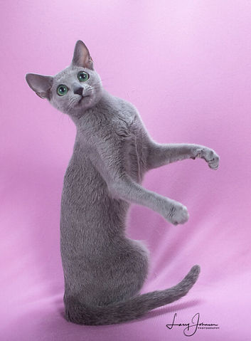 12th Best Kitten - GC BWR RW Tylona's Will O' The Wisp.jpg