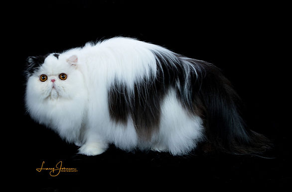 11th Best Champion - GC RW Sabrinamews Louis LeBeau.jpg