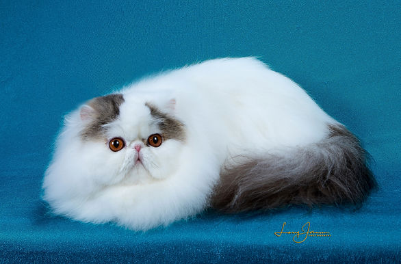 1st Best Cat-Lotie Slash of FancyFluff.jpg