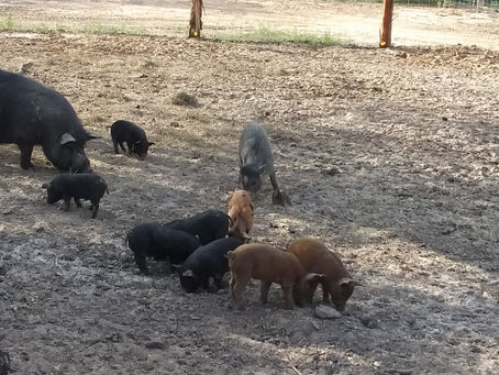 Got Some Durocs!!!
