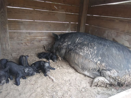 Mama Bacon Had Babies April 13, 2021