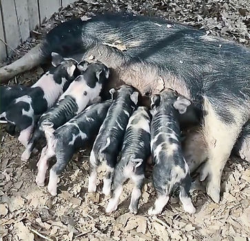 Piglets eating