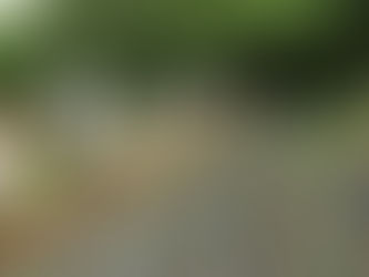 今年は恩納芋を植えました！おいしくな～れ！