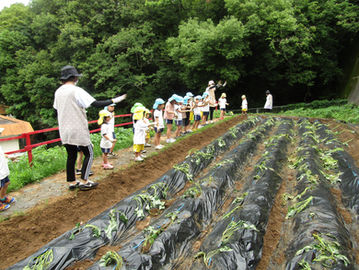 今年は恩納芋を植えました！おいしくな～れ！