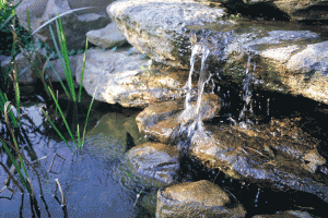 Pond Maintenance