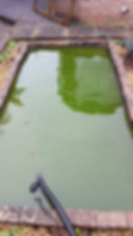 Pond in Alresford
