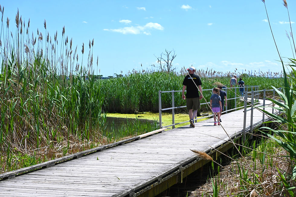 Man and child walk on a wooden boardwalk at Richard DeKorte Park through tall grasses under a clear blue sky. Other people further along, serene setting.