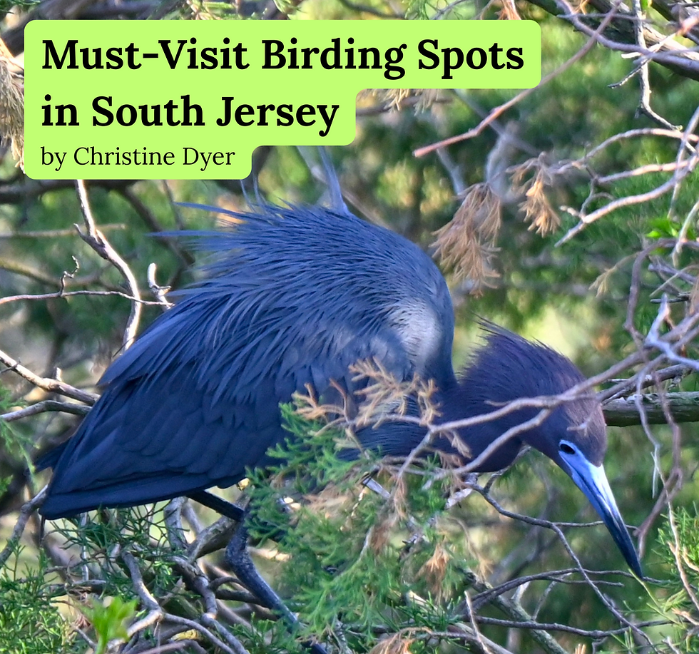 Little Blue heron in lush branches, focused. Text reads: Must-Visit Birding Spots in South Jersey by Christine Dyer