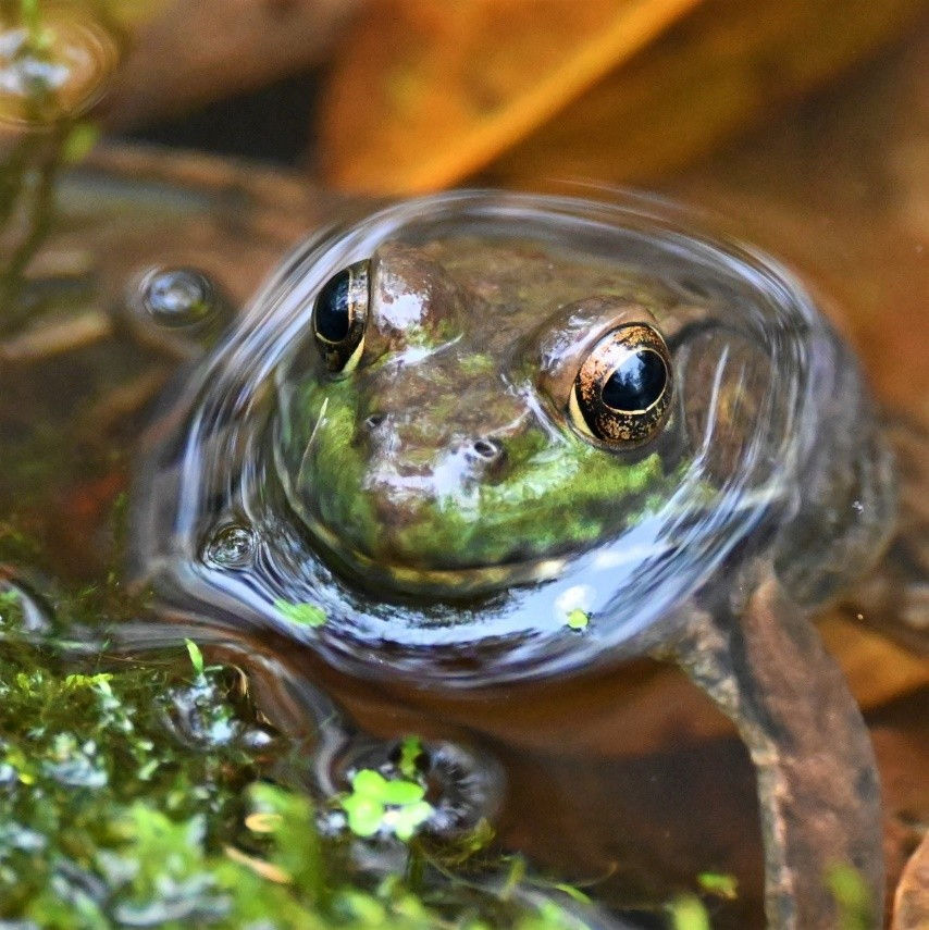 In the vernal pond at Scherman Hoffman Wildlife Preserve and Audubon Center. Frog partially submerged in clear water, surrounded by green moss and leaves. Its eyes are prominent, creating a calm and natural scene.