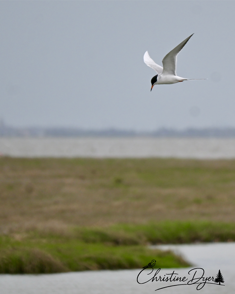 A white Forster's tern with black head glides over grassy wetlands under a gray sky. Water is visible. Christine Dyer took this photo at Forsythe.