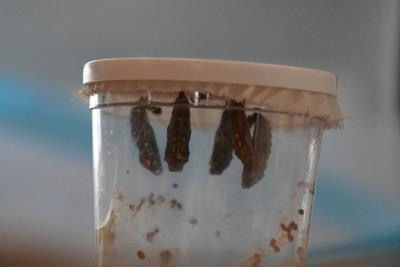 Clear plastic cup with a white lid holding several dark insect pupae hanging inside