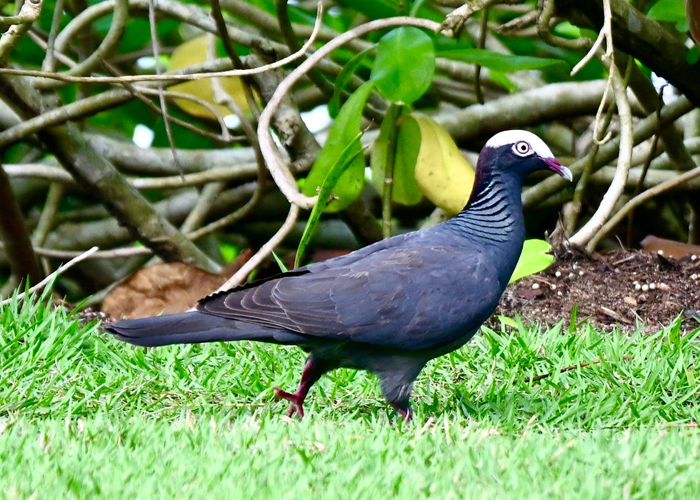 White-crowned pigeon bird with white head walks on grass beside tangled vines and leaves in a lush garden setting.
