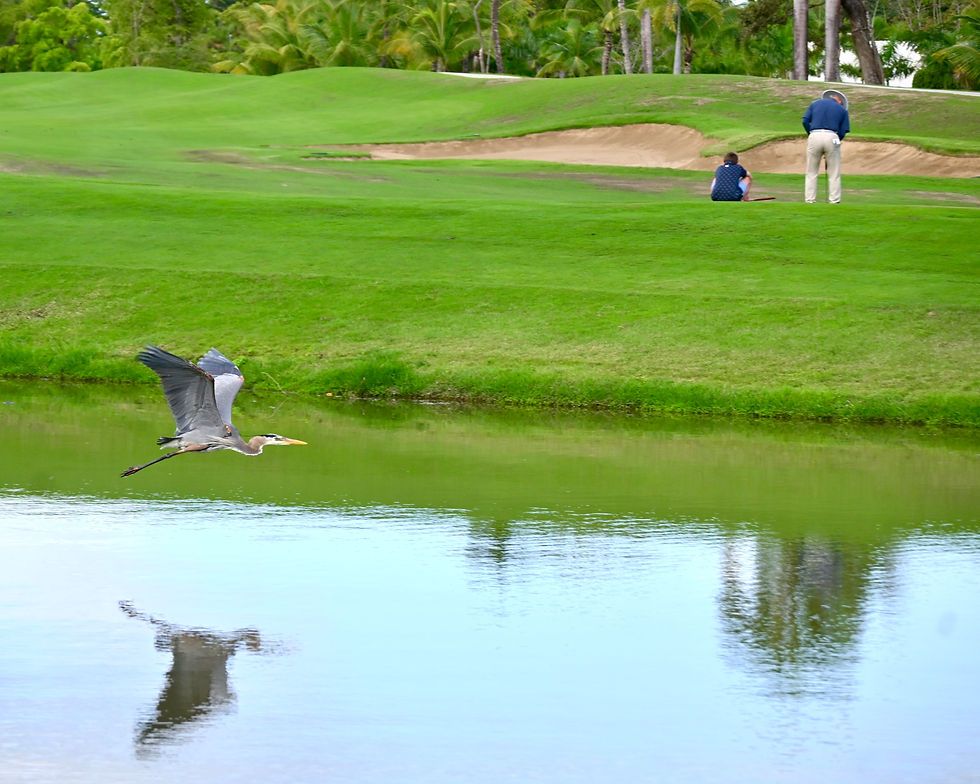 Great Blue Heron flies low over a golf course pond, with two golfers near a sand bunker and palm trees in the background.