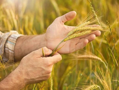 O que aconteceu com o trigo?