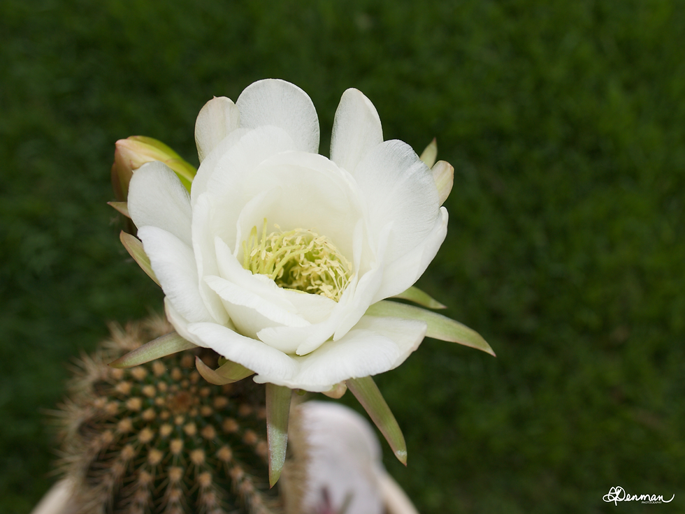 Business momentum, cactus bloom, white flower